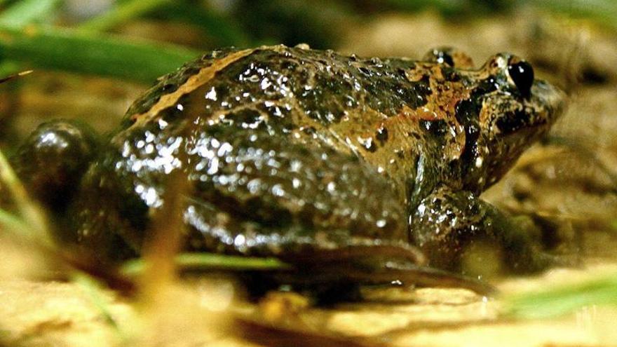 El 28,7% de las 115 especies de anfibios de Extremadura están amenazadas