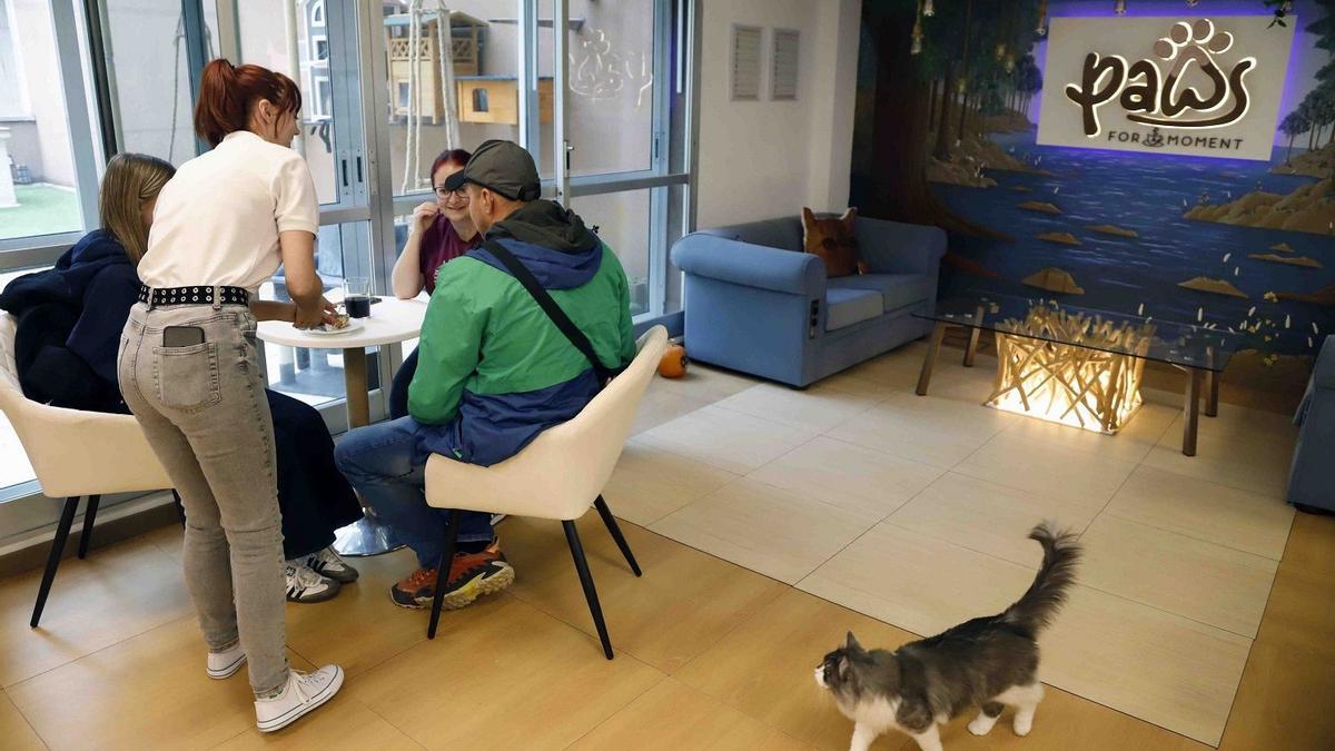 'Paws for a Moment', el nuevo coworking de Málaga con gatos que combina trabajo y relax.