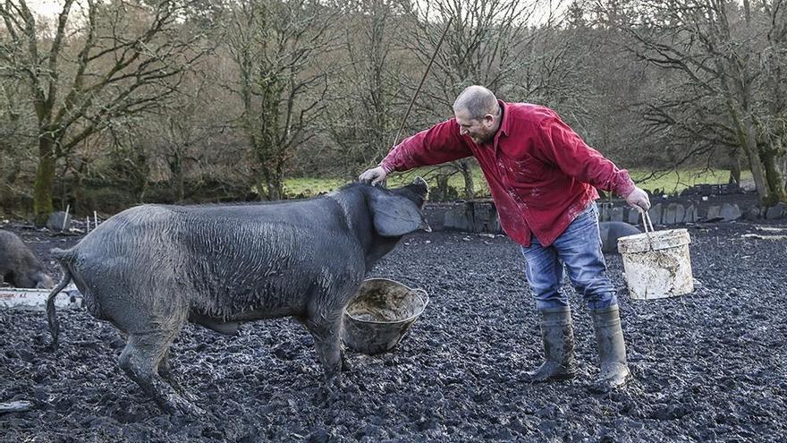 Criadores de porco celta en Galicia // FARO