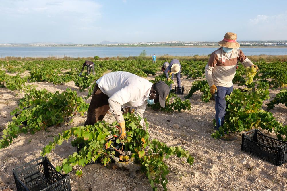 Comienza la vendimia más temprana de la península el parque natural de la laguna de La Mata. Sopla Levante elabora vinos de calidad del viñedo singular matero, sobre dunas fósiles, entre la laguna y e