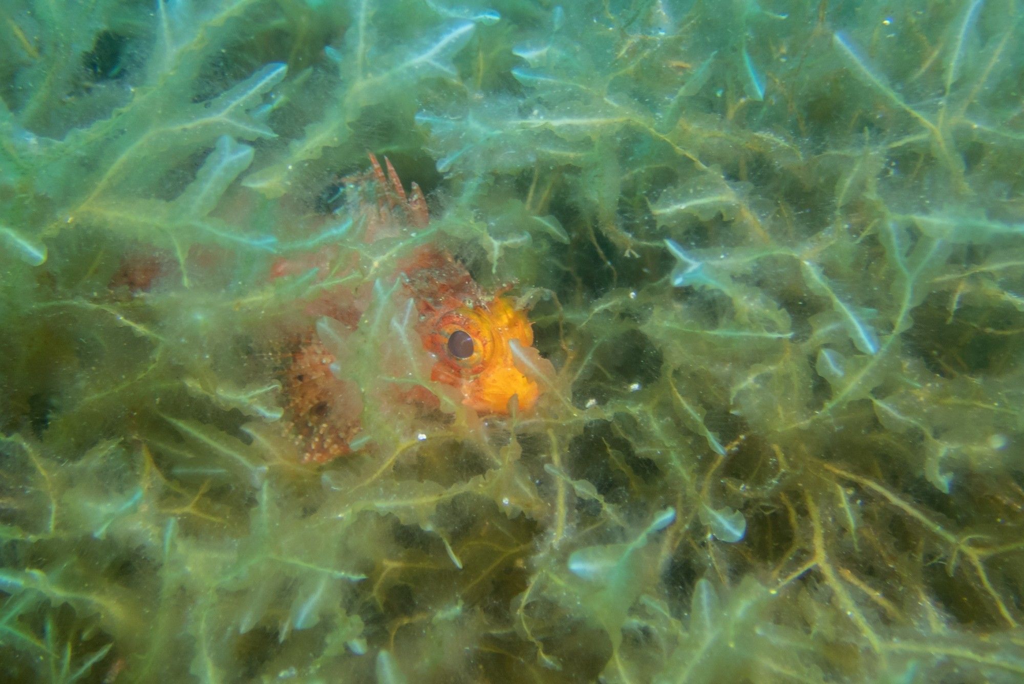 Estas son las fotos ganadoras del Certamen para la Conservación del Mar Balear