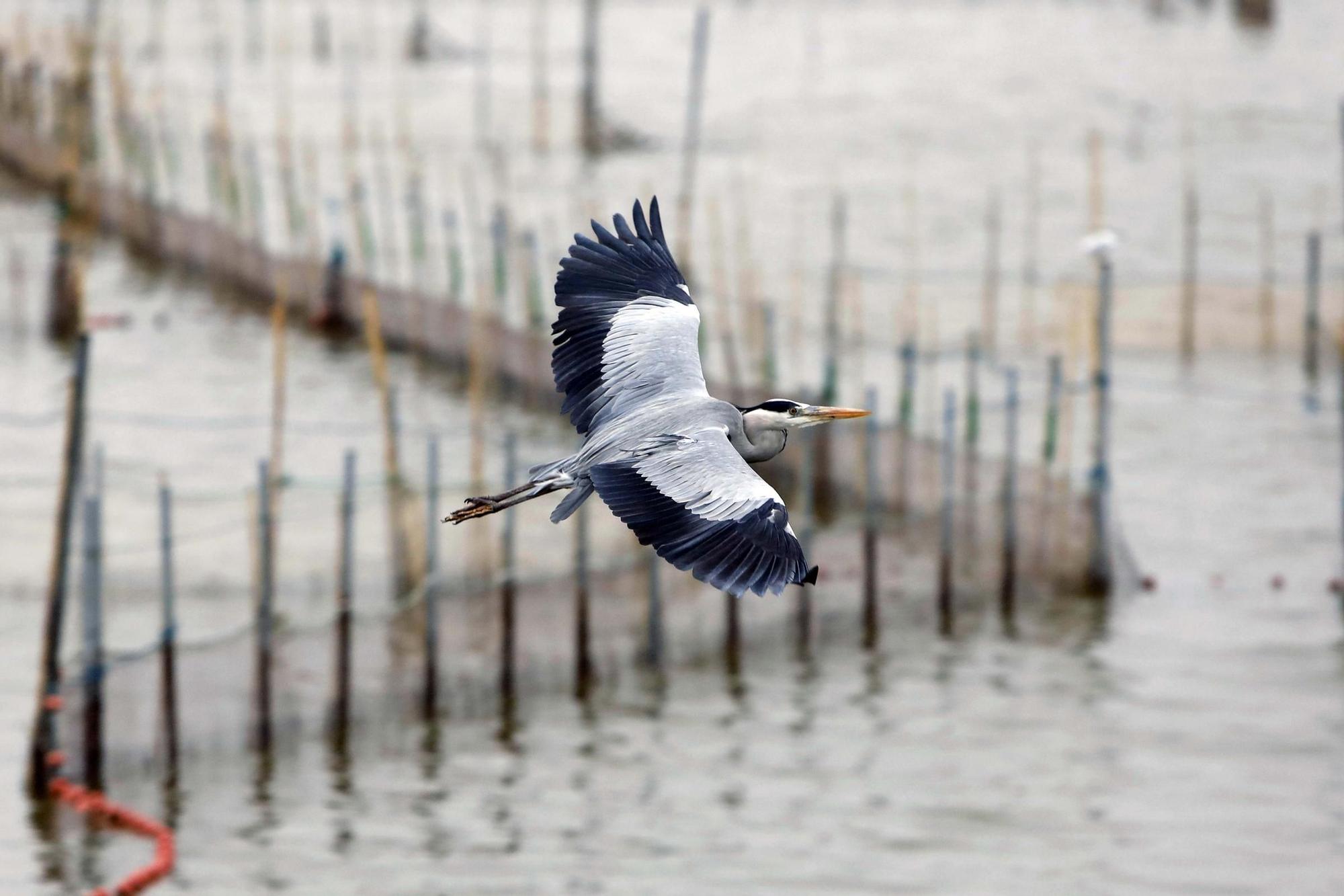 Las mejores imágenes de l'Albufera en el Día Mundial de los Humedales