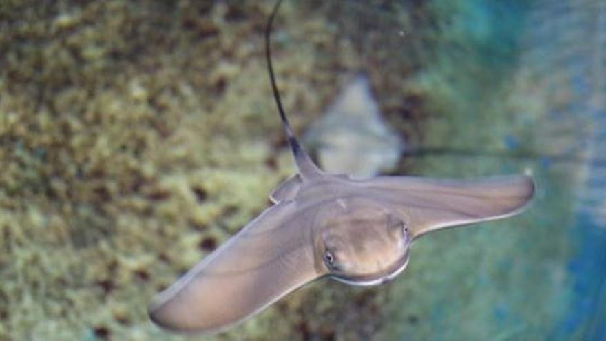 Nacen cuatro crías de raya en l&#039; Oceanogràfic