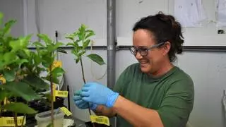 El viaje redondo de la fruta de hueso extremeña