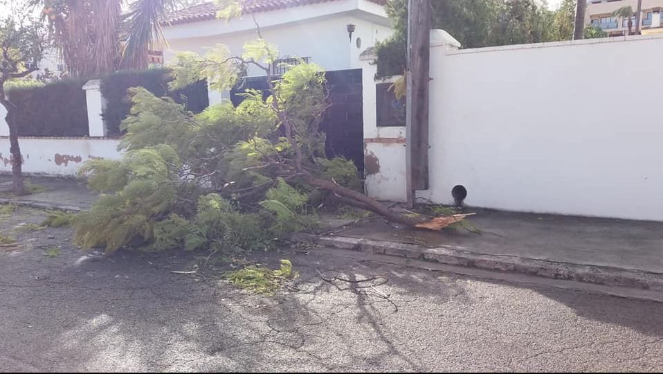 El viento provoca la caída de una decena de árboles en Riba-roja de Túria