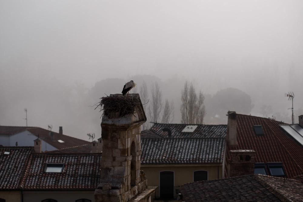 Zamora, bajo la niebla