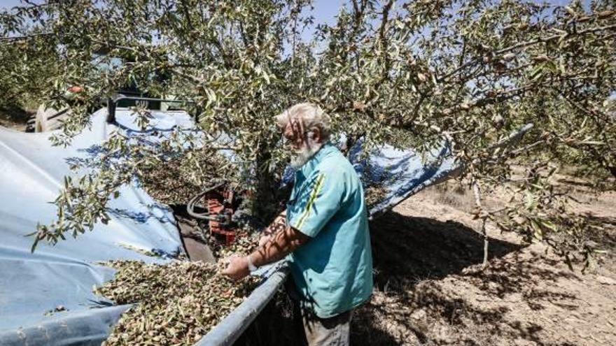 La almendra mejor pagada en Alicante