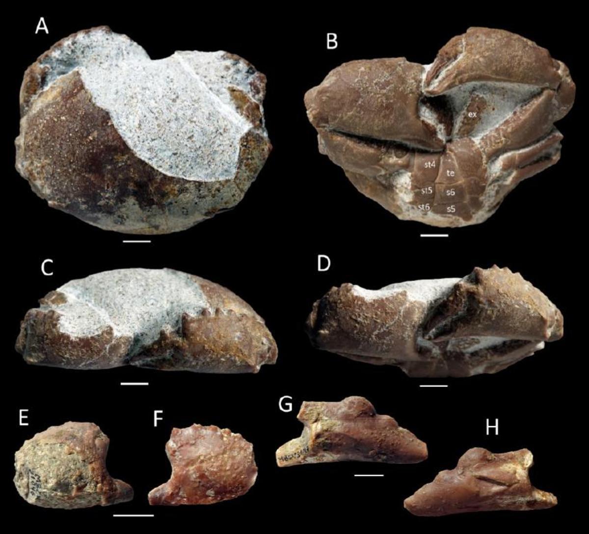 Mallorca descubre los restos fósiles de un cangrejo de hace 35 millones de años nunca antes hallado en la Península Ibérica
