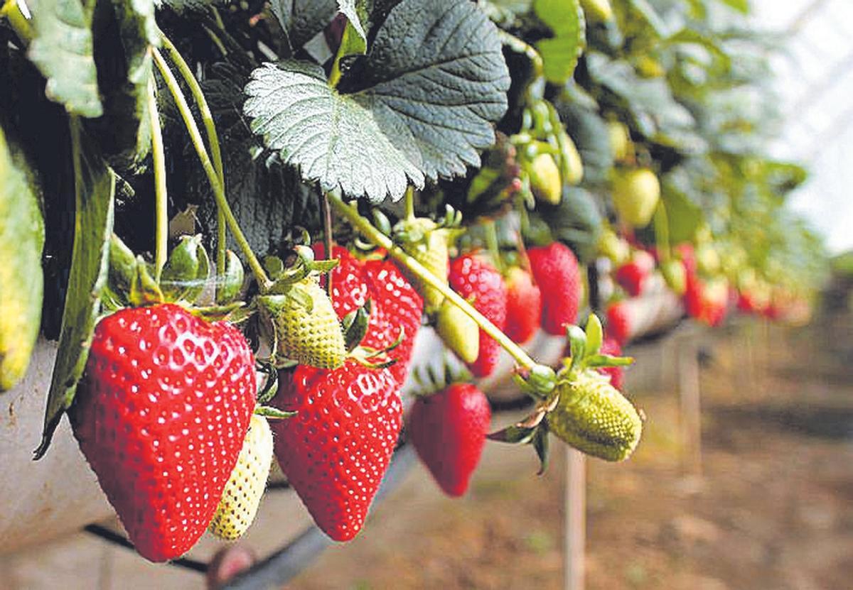 Imagen de un cultivo de fresas de Valsequillo.