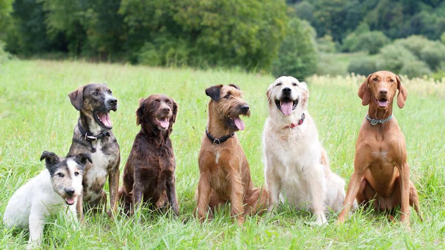 A los perros les afectan como a los humanos las injusticias.