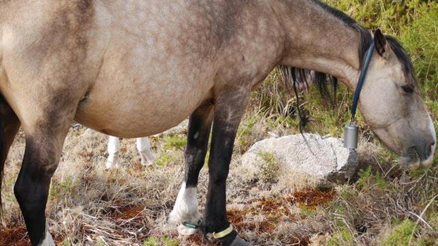 Un caballo con las patas atadas en el monte de Gagán | Fdv