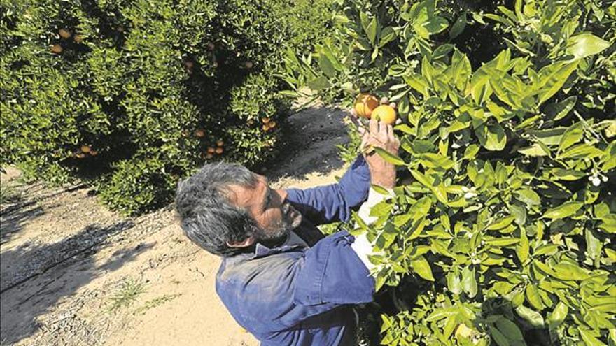 Castellón contrata cada mes a 3.500 trabajadores de fuera