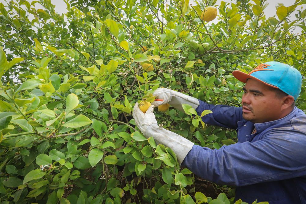 Subsaharianos, sudamericanos y magrebíes afincados en la Vega Baja desde hace tres décadas garantizan la recogida de cosechas de cítricos. Un trabajo que los españoles no han querido asumir.