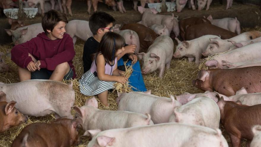 Quitxalla enmig d&#039;uns porquets en una granja berguedana.