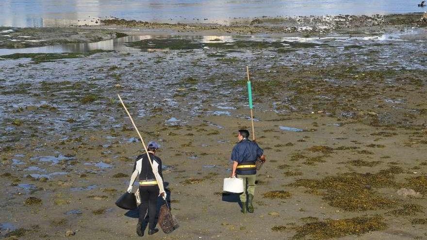 Mariscadores en la ría de O Burgo.