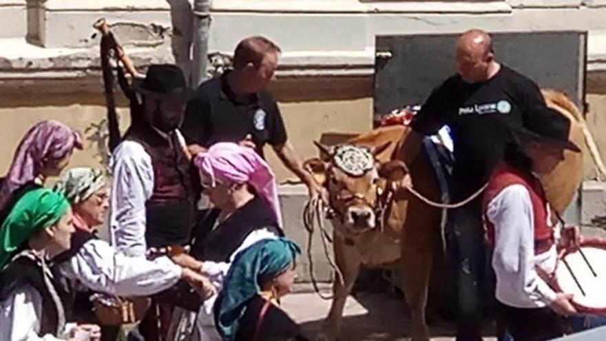 La xata &quot;San Xuan&quot; ya se pasea por las calles de Mieres