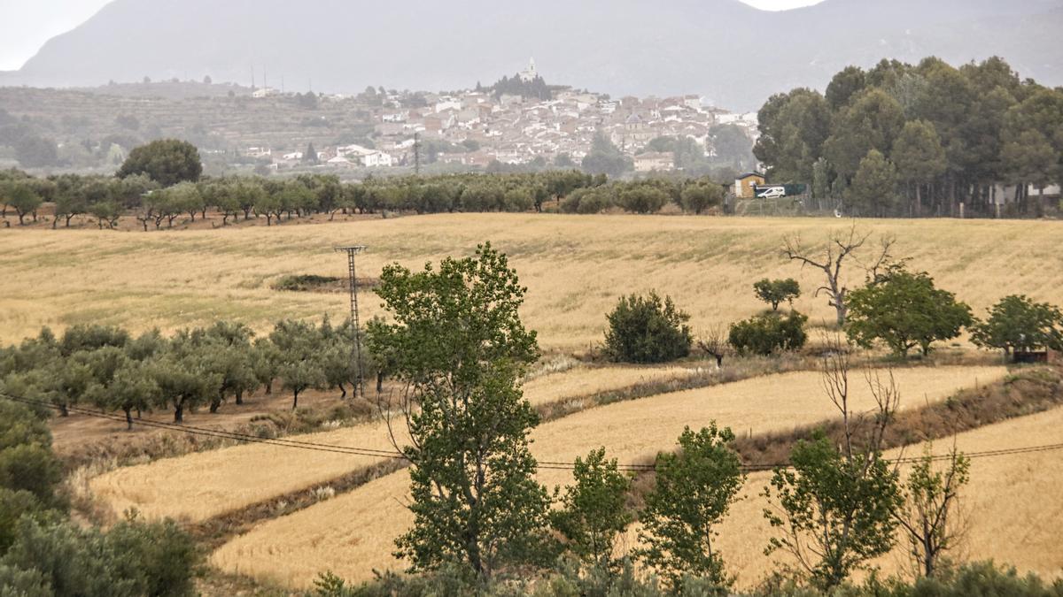 Terrenos donde se ha planteado una planta solar en Gaianes, a muy poca distancia del pueblo.