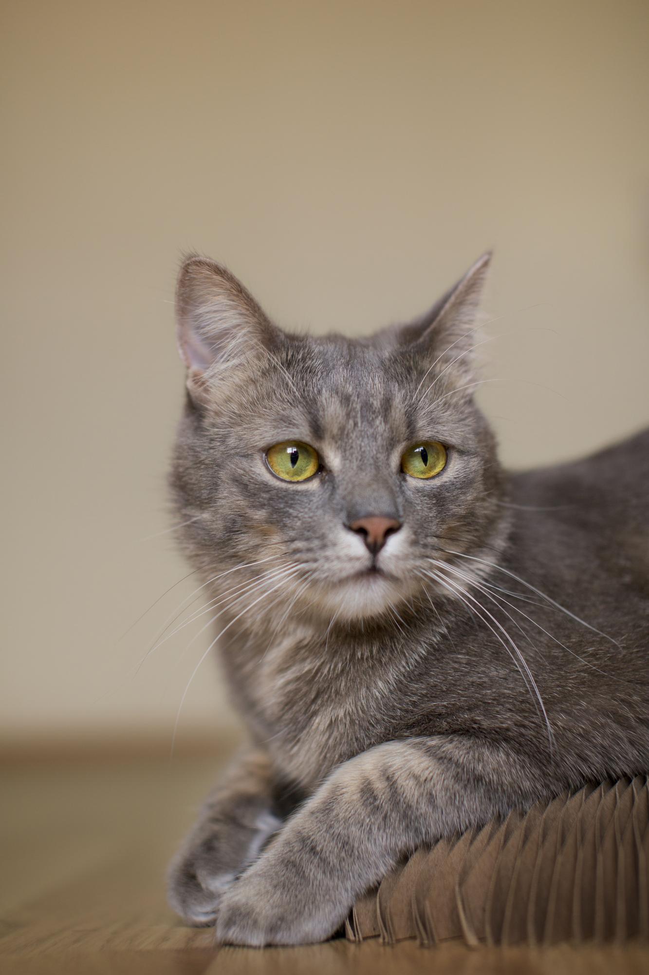 Clásico y apacible: El encanto del gato británico de pelo corto, una raza de gatos popular.