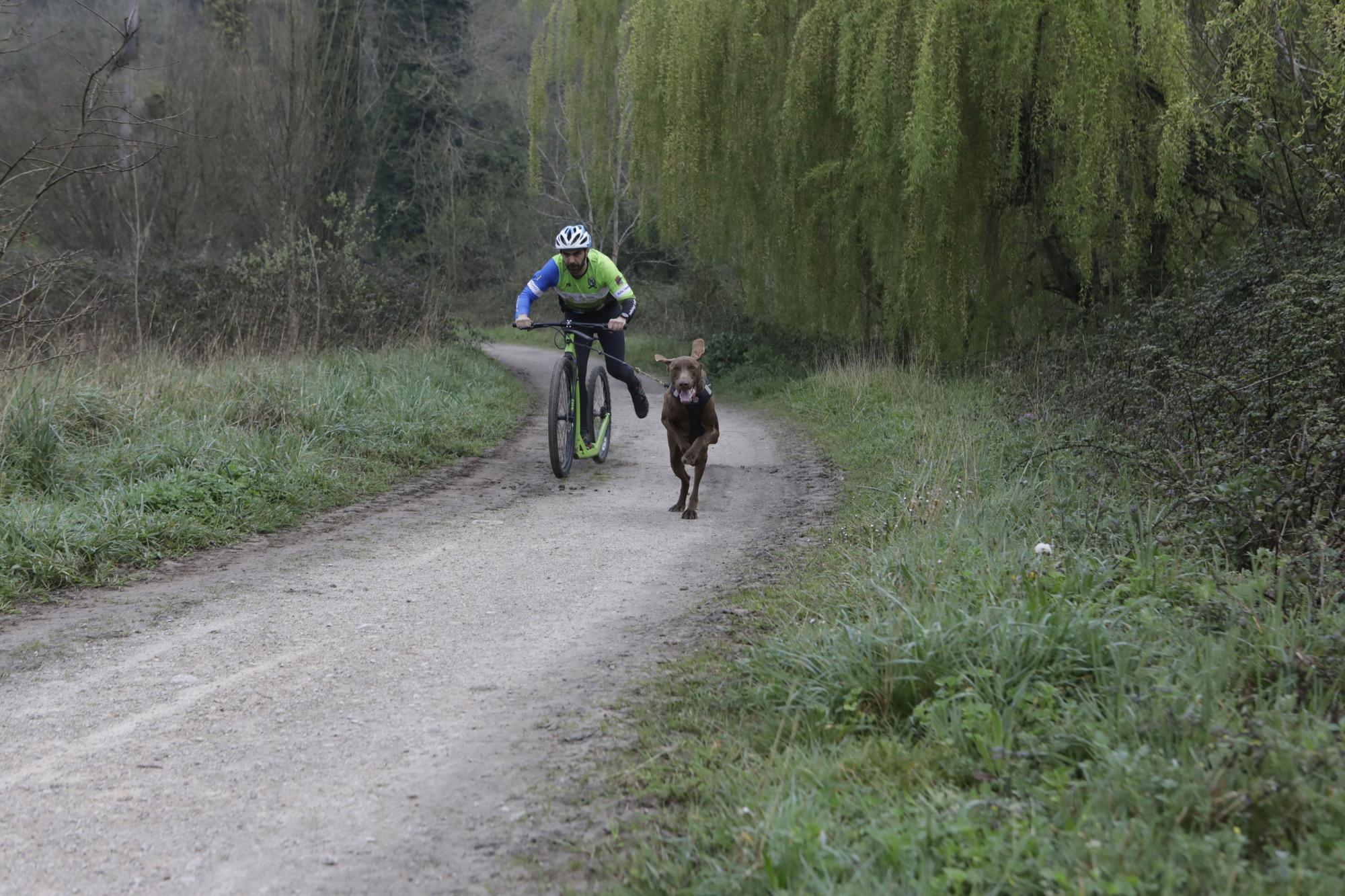 Los corredores del Celtastur de Llanera y sus perros preparan el Mundial en La Morgal: cuatro de sus integrantes estarán en la cita de Plédran (Francia)