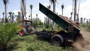 Plantación de palma aceitera para biocombustibles en la caribeña región colombiana de Santa Marta.