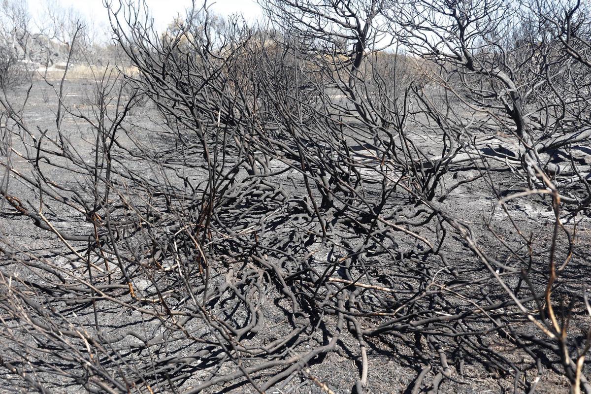 Sábado de trabajos en el incendio del Saler Sábado de trabajos en el incendio del Saler