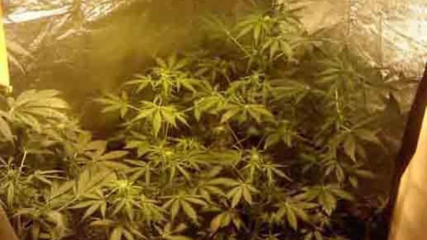 Hallan marihuana tras una alerta por olor a gas en Las Canteras