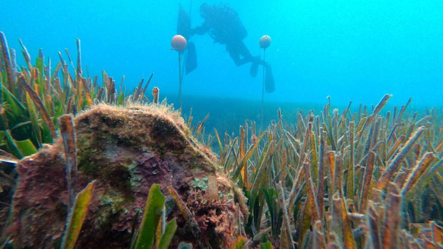 Les larves de nacra trobades al cap de Creus i a les Medes són de l&#039;espècie amenaçada però estan afectades pel paràsit