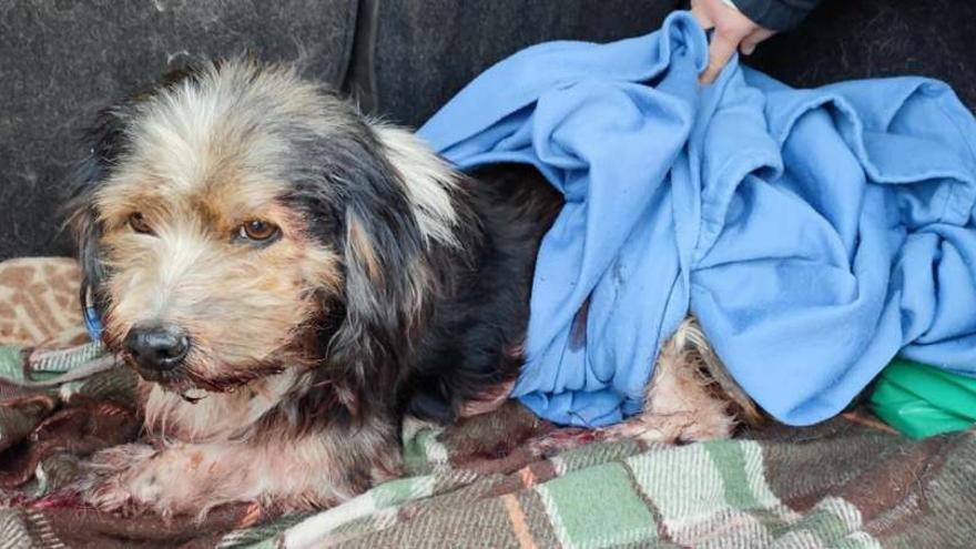 Rescatan a un perro en el corredor do Morrazo con una pata y siete dedos rotos