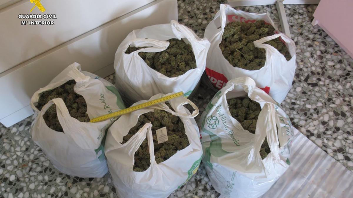 Cogollos de marihuana incautados por la Guardia Civil en Villena.