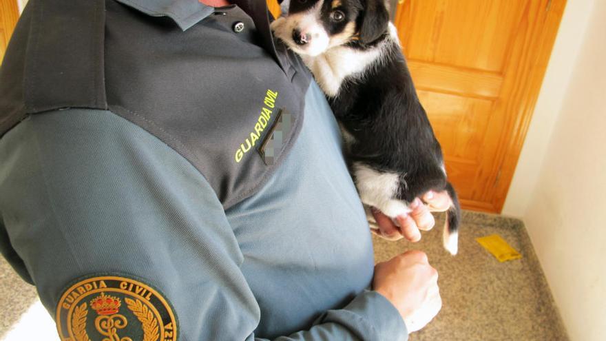 El cachorro abandonado recogido por la Guardia Civil