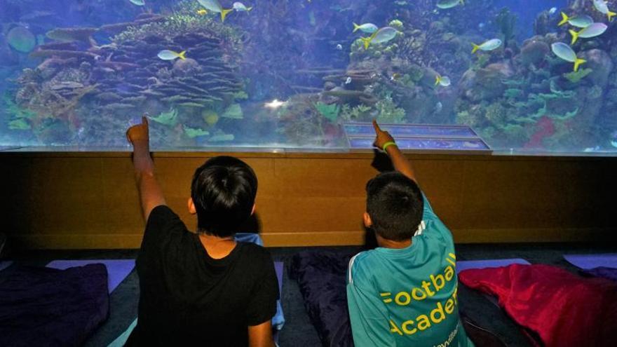 El Oceanogràfic presenta la oferta escolar a los profesores valencianos