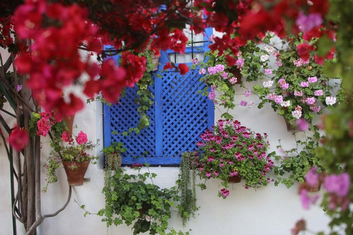 Los Patios de Córdoba. Santa Marina