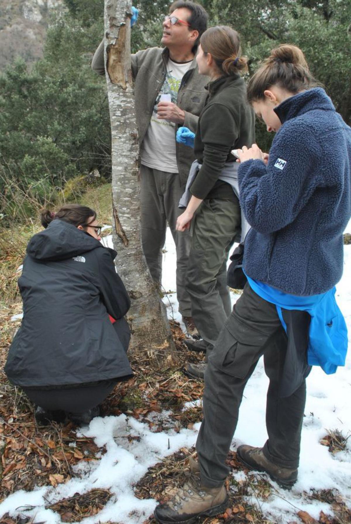 Vincenzo Penteriani, con varias investigadoras analizando las marcas de osos en un árbol. 