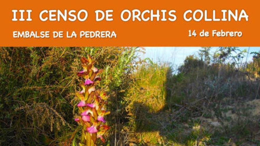 Una orquídea por descubrir