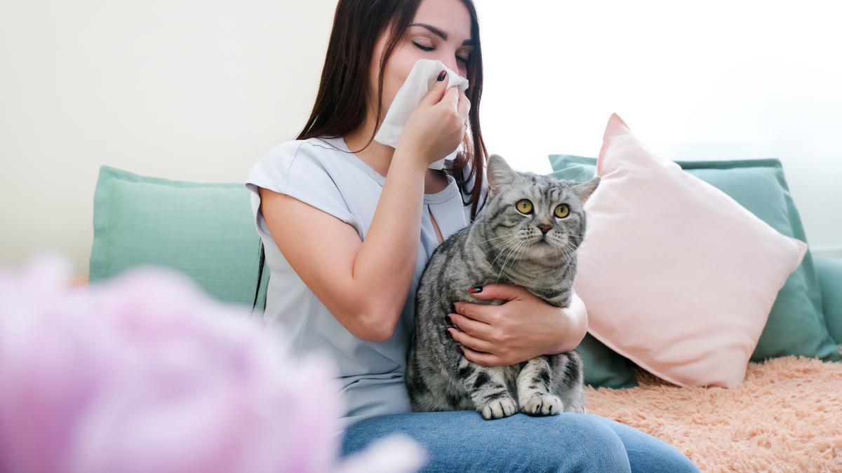 Alergia a los gatos: Desmontamos el mito de que el pelo del gato es el causante de los picores, sarpullidos, estornudos o tos