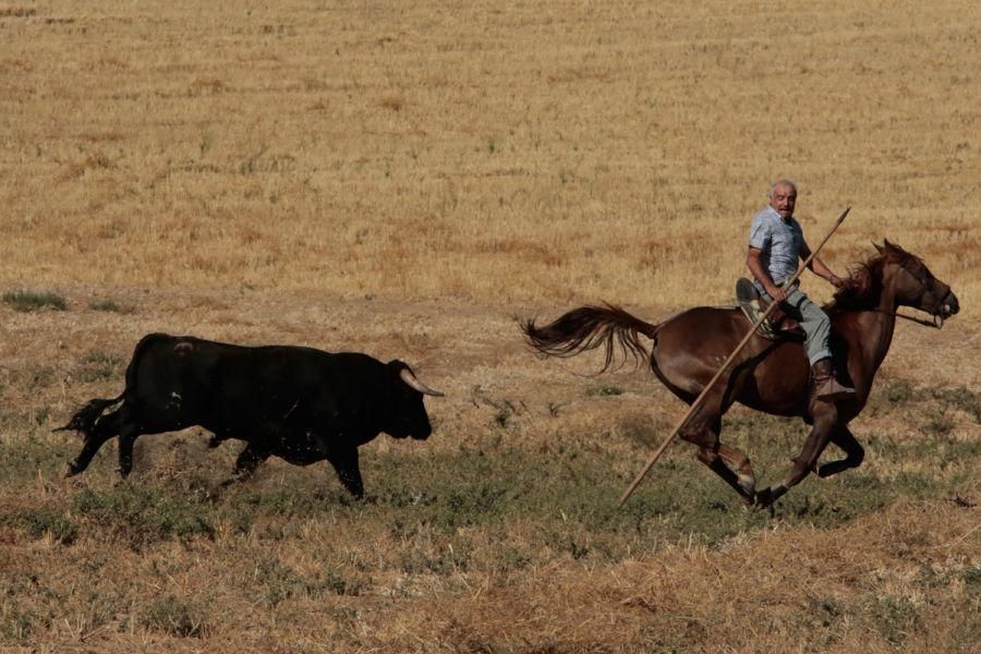 Fiestas en Zamora: Encierro en El Pego