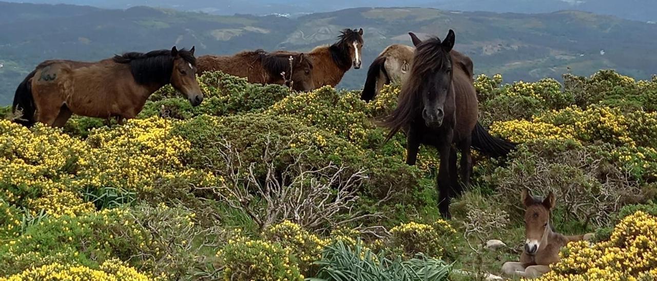 El monte ofrece la tierna imagen de los potros recién nacidos.  | // RUBÉN PENA COUSO