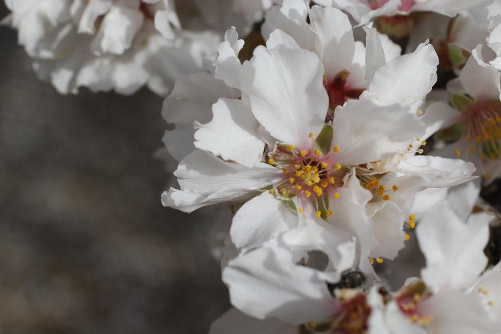 Almendros en flor, un espectáculo de la naturaleza