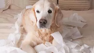 Alejandro Mengual, entrenador canino: «Si tu perro se hace el sordo cuando lo llamas, haz esto»
