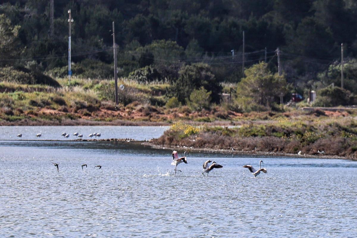 Las imágenes de la jornada en el observatorio de aves en ses Salines de Ibiza