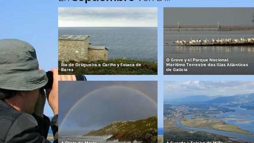 Las recomendaciones de Galicia Birding para este mes. // FDV