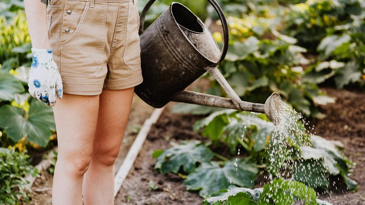 Las regaderas más económicas para tus plantas