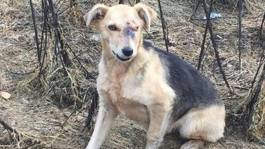 El perro, en el lugar donde fue encontrado. // FdV