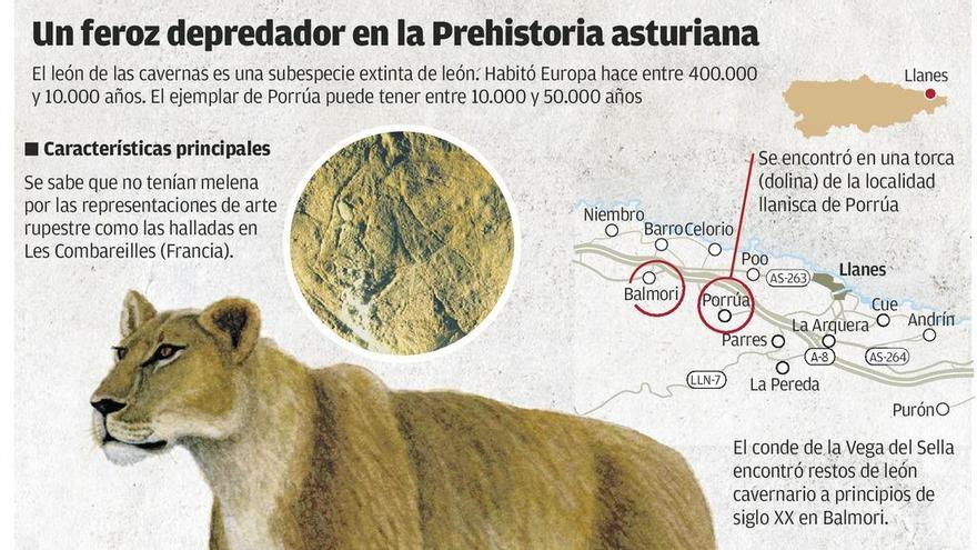 Los restos de león cavernario de Porrúa son los mejores hallados en Asturias