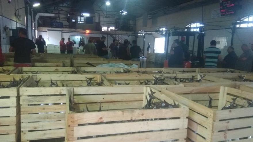 La lonja de Torrevieja subasta 30 toneladas de bacoretas en una sola jornada