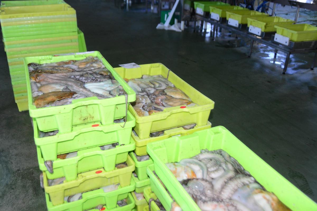 Cefalópodo en cajas en el interior de la lonja buenense.