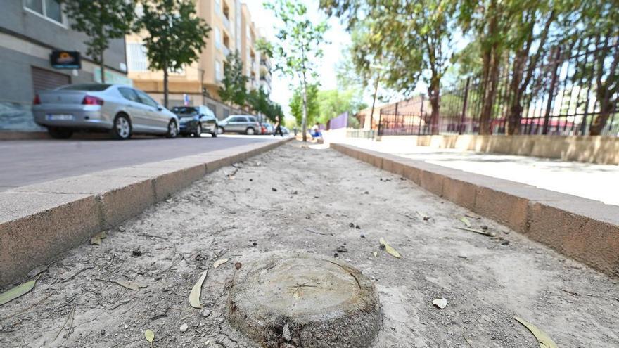 Alcorques sellados y árboles  sin reponer en Sector V