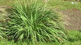 Plantas con las que mantener a raya a los mosquitos este verano