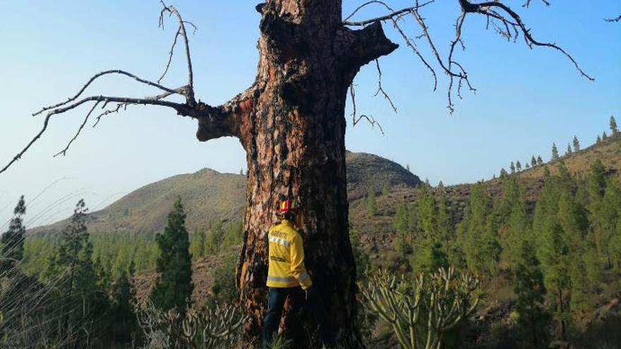 Un agente de Medio Ambiente celebra la supervivencia tras el incendio de un pino centenario de Inagua.