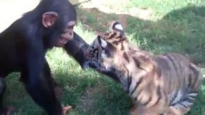 Inesperadament quatre cadells de ximpanzé, llop i tigre juguen junts al zoo d’Oklahoma.